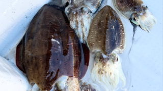 2025 11 15 近場で久しぶりにコウイカ狙い🦑