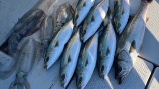 2025 11 23 青物狙いのSLJ便🐟