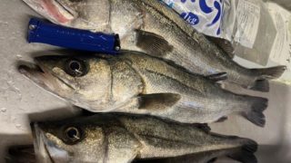 2026 3 8 流れ藻トラブルでメンタル崩壊？（笑）