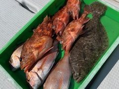 2026 3 20 鯛ラバ釣行編♪